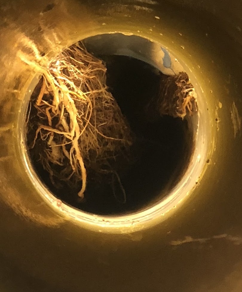 Drain camera footage showing tree roots blocking a Ballarat sewer line