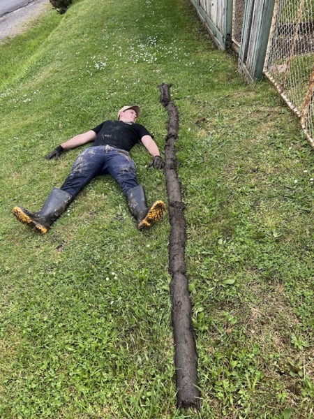 A long root mass pulled from a sewer line, laid out on the lawn