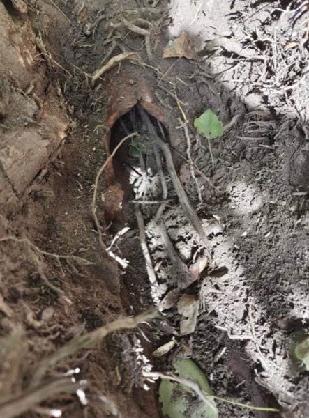 An excavated pipe showing where tree roots had broken through