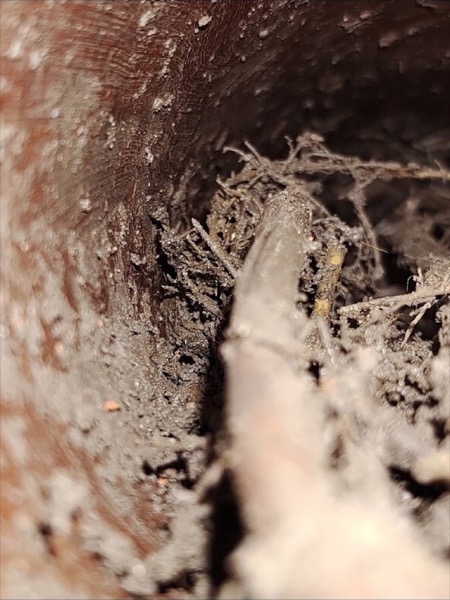 Tree roots packed inside an excavated drain pipe