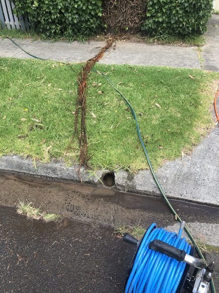 A long mass of tree roots pulled out of a Ballarat street drain and laid across the nature strip