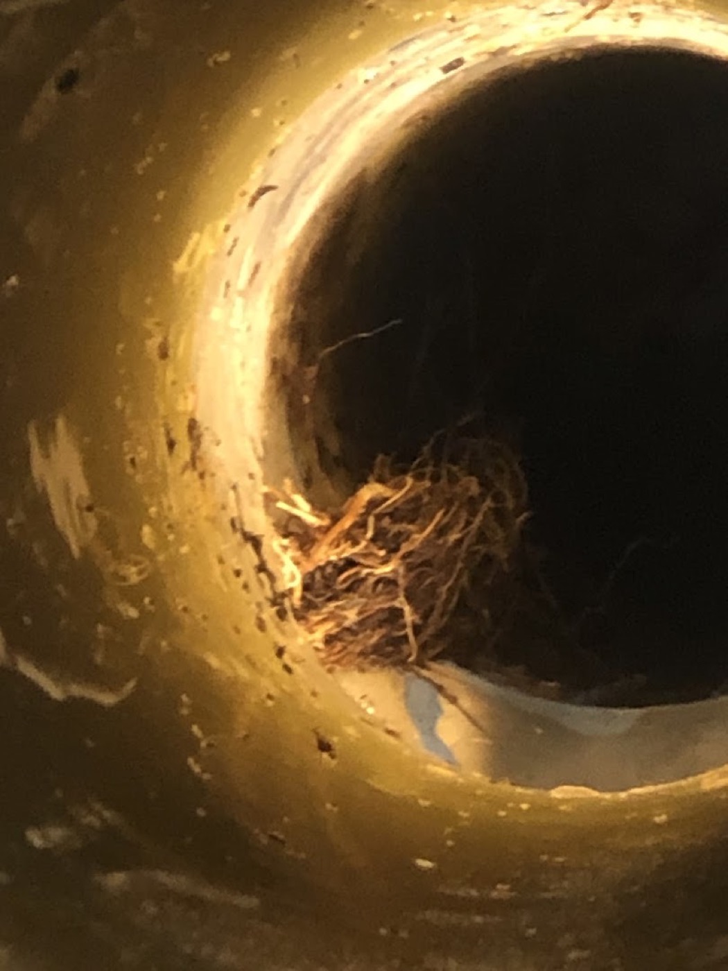 Roots growing into a pipe joint, seen on the drain camera